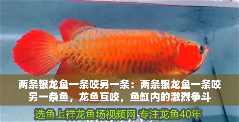 兩條銀龍魚一條咬另一條：兩條銀龍魚一條咬另一條魚，龍魚互咬，魚缸內的激烈爭斗