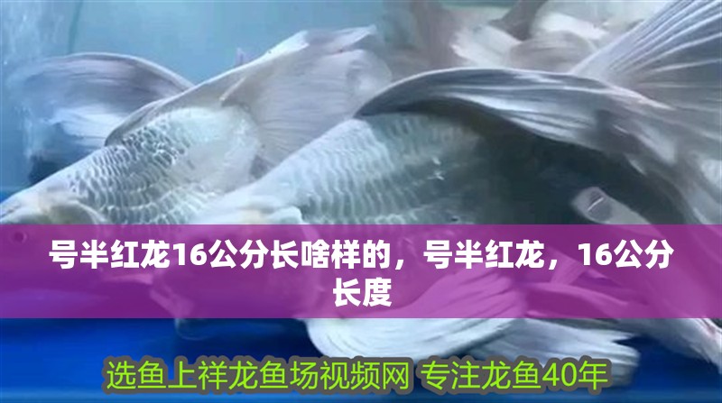 號半紅龍16公分長啥樣的,號半紅龍,16公分長度 全國水族館企業名錄 號半紅龍16公分長啥樣的,號半紅龍,16公分長度 號半紅龍16公分長啥樣的,號半紅龍,16公分長度 全國水族館企業名錄