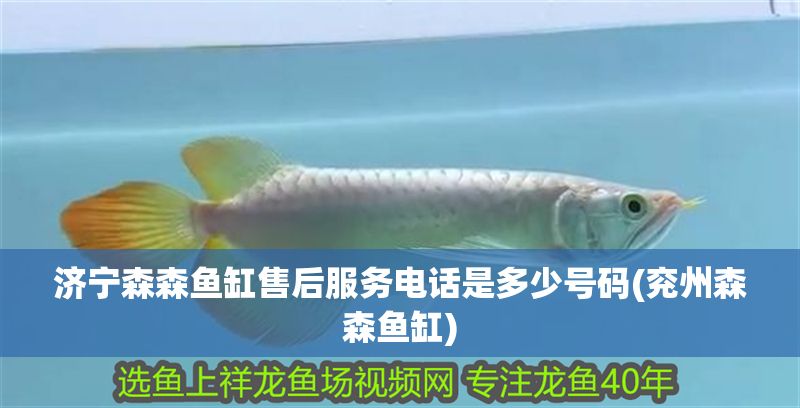 濟寧森森魚缸售后服務電話是多少號碼(兗州森森魚缸)