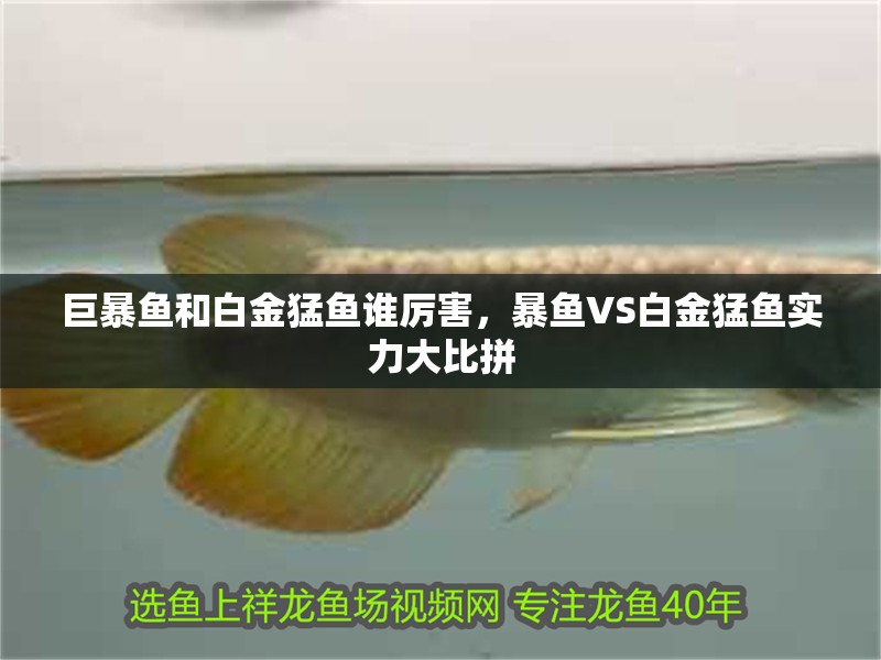巨暴魚和白金猛魚誰厲害，暴魚VS白金猛魚實力大比拼 巨暴魚和白金猛魚誰厲害，暴魚VS白金猛魚實力大比拼 龍魚百科 第2張