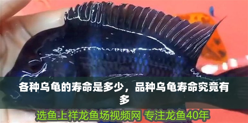 各種烏龜的壽命是多少，品種烏龜壽命究竟有多
