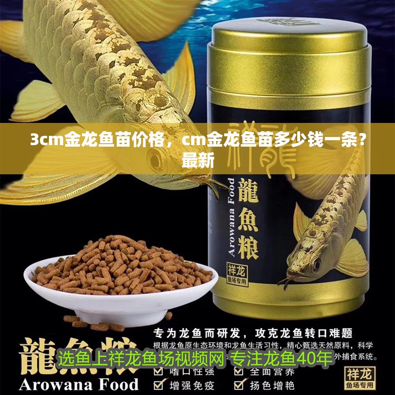 3cm金龍魚苗價格，cm金龍魚苗多少錢一條？最新
