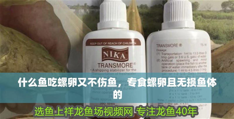 什么魚吃螺卵又不傷魚，專食螺卵且無損魚體的