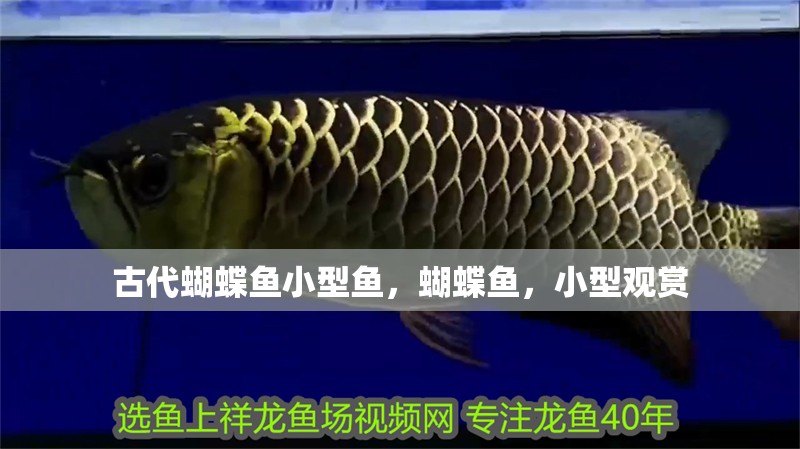 古代蝴蝶魚小型魚，蝴蝶魚，小型觀賞