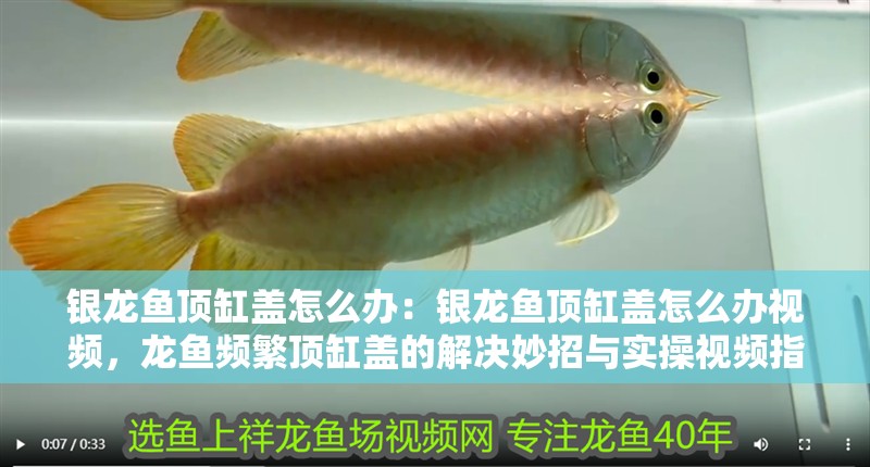 銀龍魚頂缸蓋怎么辦：銀龍魚頂缸蓋怎么辦視頻，龍魚頻繁頂缸蓋的解決妙招與實操視頻指南 銀龍魚頂缸蓋怎么辦：銀龍魚頂缸蓋怎么辦視頻，龍魚頻繁頂缸蓋的解決妙招與實操視頻指南 水族問答