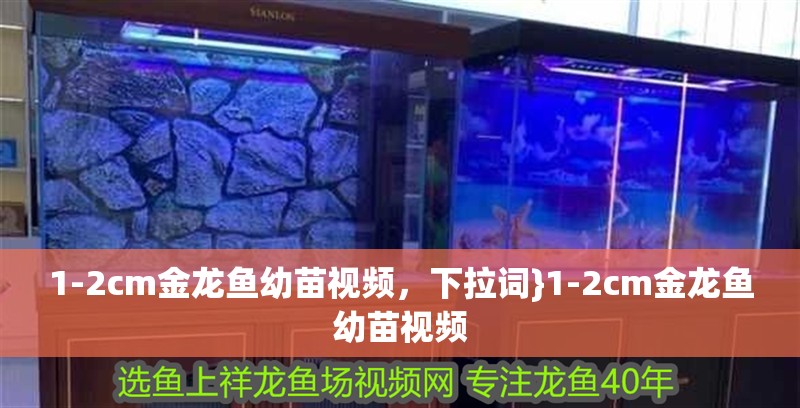 1-2cm金龍魚幼苗視頻，下拉詞}1-2cm金龍魚幼苗視頻