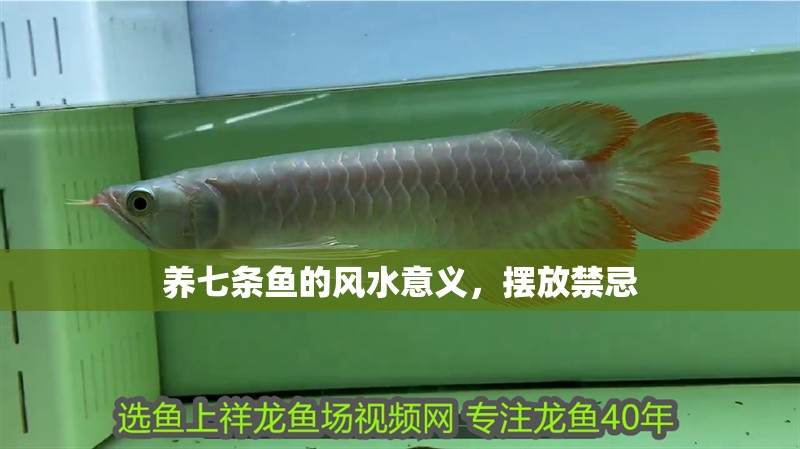 養(yǎng)七條魚的風(fēng)水意義，擺放禁忌 養(yǎng)七條魚的風(fēng)水意義，擺放禁忌 龍魚百科