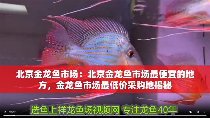 北京金龍魚市場:北京金龍魚市場最便宜的地方,金龍魚市場最低價采購地揭秘 水族問答 北京金龍魚市場:北京金龍魚市場最便宜的地方,金龍魚市場最低價采購地揭秘 北京金龍魚市場:北京金龍魚市場最便宜的地方,金龍魚市場最低價采購地揭秘 水族問答