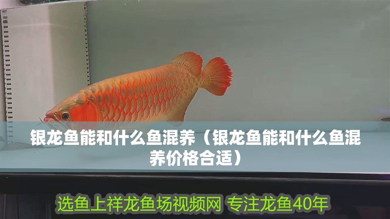 銀龍魚(yú)能和什么魚(yú)混養(yǎng)（銀龍魚(yú)能和什么魚(yú)混養(yǎng)價(jià)格合適）