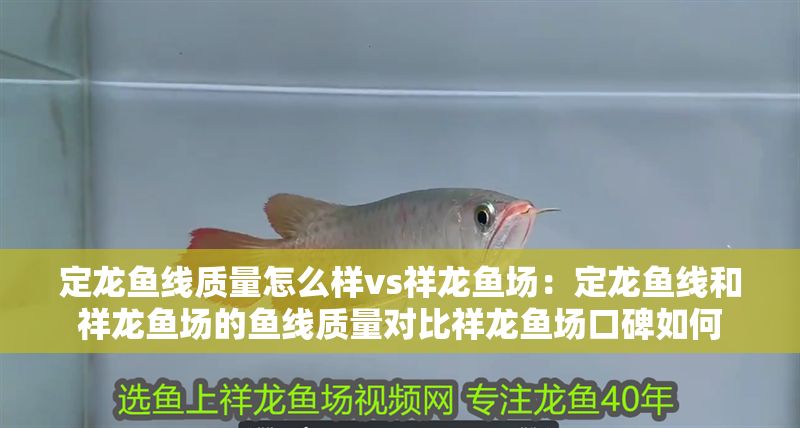 定龍魚線質量怎么樣vs祥龍魚場：定龍魚線和祥龍魚場的魚線質量對比祥龍魚場口碑如何