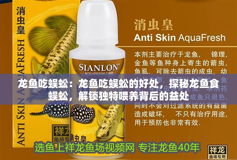龍魚吃蜈蚣：龍魚吃蜈蚣的好處，探秘龍魚食蜈蚣，解鎖獨(dú)特喂養(yǎng)背后的益處