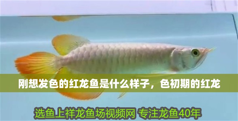 剛想發色的紅龍魚是什么樣子，色初期的紅龍