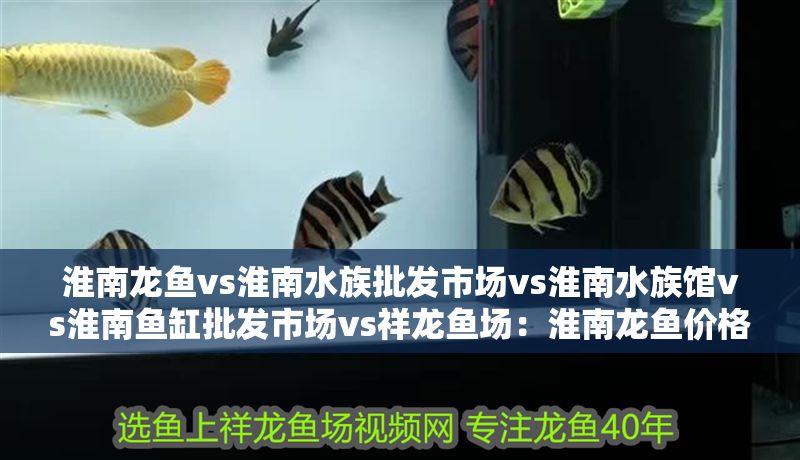 淮南龍魚vs淮南水族批發(fā)市場vs淮南水族館vs淮南魚缸批發(fā)市場vs祥龍魚場：淮南龍魚價格對比