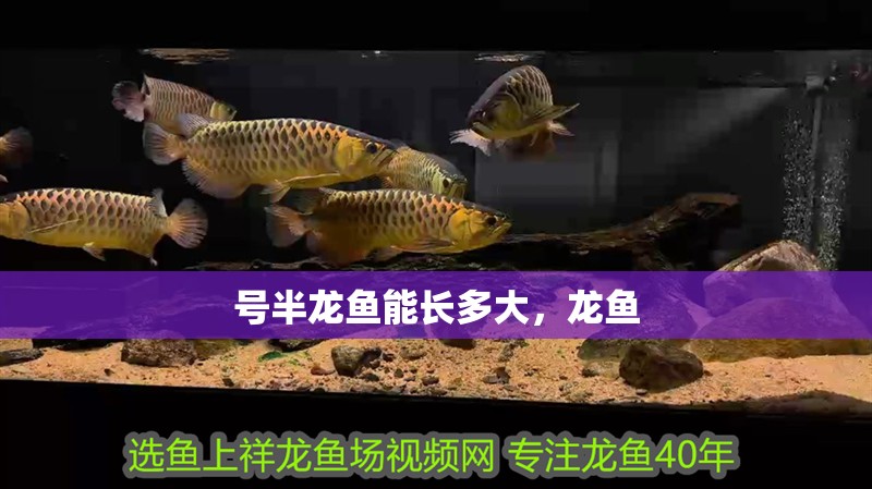 號半龍魚能長多大，龍魚