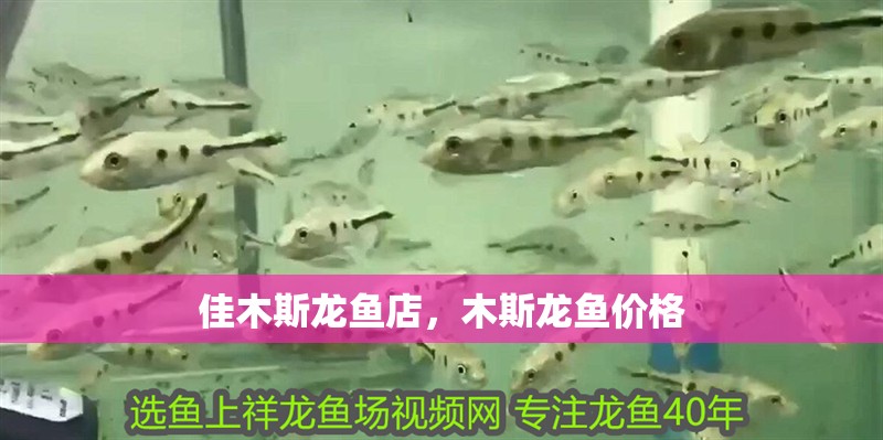 <strong><mark>佳木斯</mark></strong>龍魚店，木斯龍魚價格