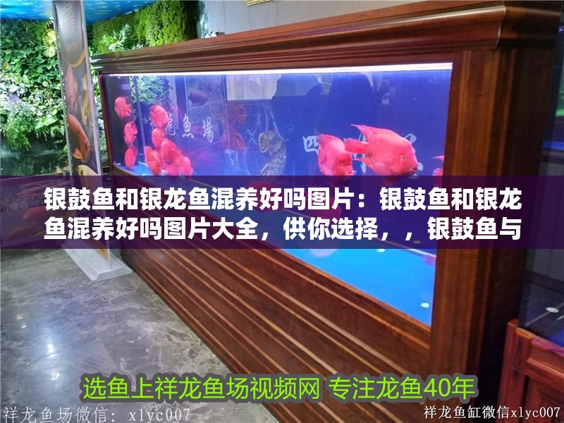 巨骨舌魚最大多少斤，骨舌魚最大體重 巨骨舌魚最大多少斤，骨舌魚最大體重 龍魚百科