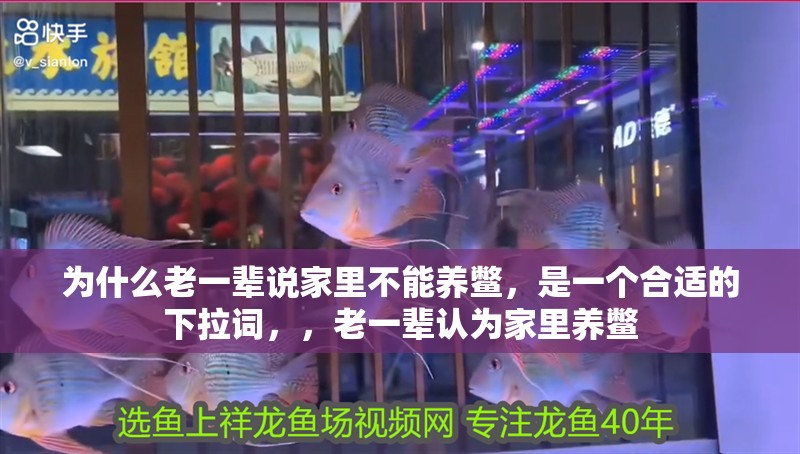 為什么老一輩說家里不能養(yǎng)鱉，是一個合適的下拉詞，，老一輩認(rèn)為家里養(yǎng)鱉 為什么老一輩說家里不能養(yǎng)鱉，是一個合適的下拉詞，，老一輩認(rèn)為家里養(yǎng)鱉 龍魚百科