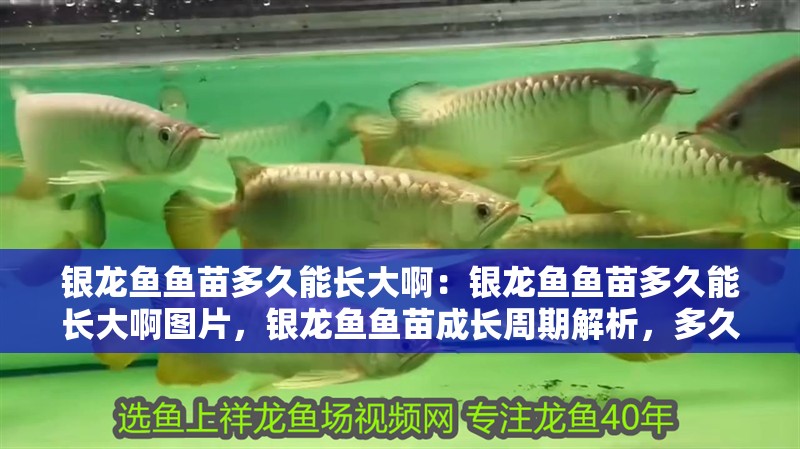 銀龍魚魚苗多久能長大啊：銀龍魚魚苗多久能長大啊圖片，銀龍魚魚苗成長周期解析，多久長大及實拍
