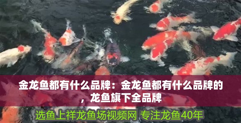金龍魚都有什么品牌：金龍魚都有什么品牌的，龍魚旗下全品牌 金龍魚都有什么品牌：金龍魚都有什么品牌的，龍魚旗下全品牌 水族問答
