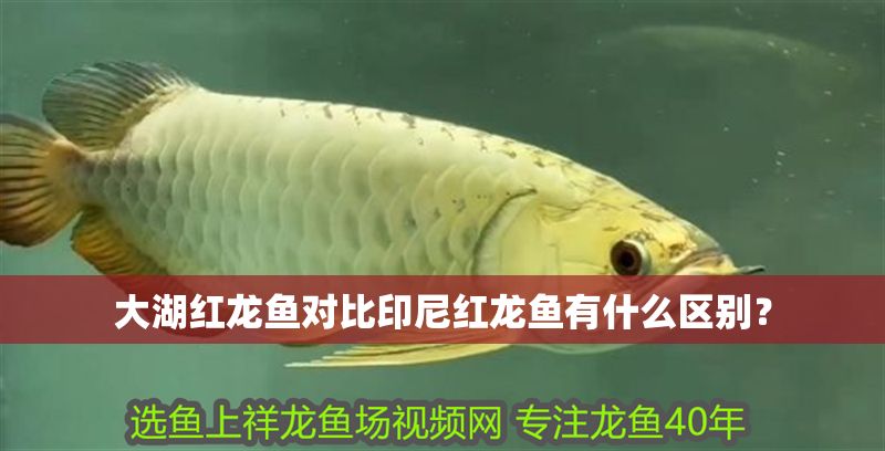 大湖紅龍魚對比印尼紅龍魚有什么區別？