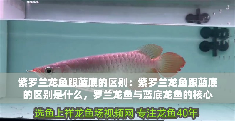 紫羅蘭龍魚跟藍底的區別：紫羅蘭龍魚跟藍底的區別是什么，羅蘭龍魚與藍底龍魚的核心
