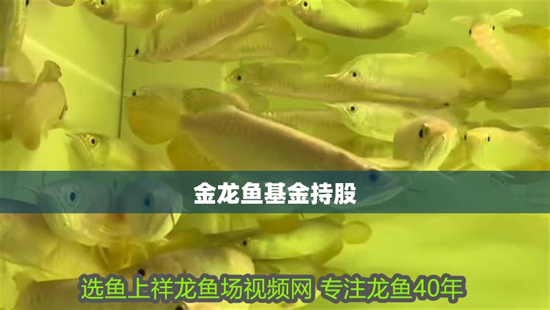 金龍魚基金持股