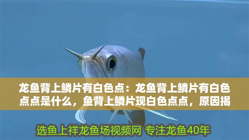 龍魚(yú)背上鱗片有白色點(diǎn)：龍魚(yú)背上鱗片有白色點(diǎn)點(diǎn)是什么，魚(yú)背上鱗片現(xiàn)白色點(diǎn)點(diǎn)，原因揭秘