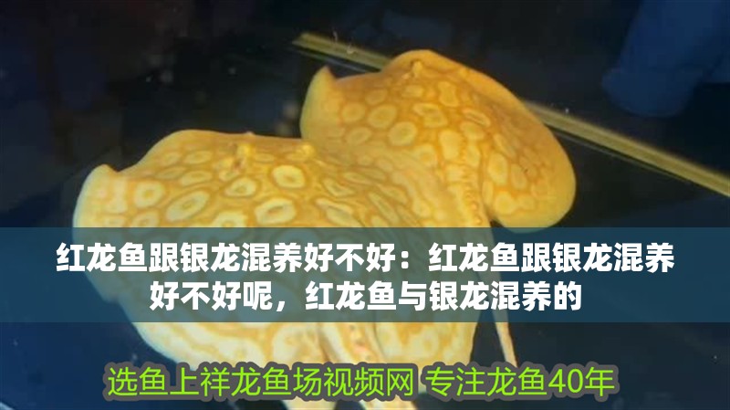紅龍魚跟銀龍混養(yǎng)好不好：紅龍魚跟銀龍混養(yǎng)好不好呢，紅龍魚與銀龍混養(yǎng)的 紅龍魚跟銀龍混養(yǎng)好不好：紅龍魚跟銀龍混養(yǎng)好不好呢，紅龍魚與銀龍混養(yǎng)的 水族問答