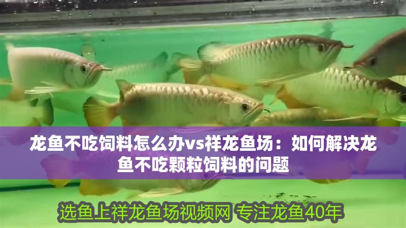 龍魚不吃飼料怎么辦vs祥龍魚場：如何解決龍魚不吃顆粒飼料的問題 龍魚不吃飼料怎么辦vs祥龍魚場：如何解決龍魚不吃顆粒飼料的問題 vs祥龍魚場 第1張