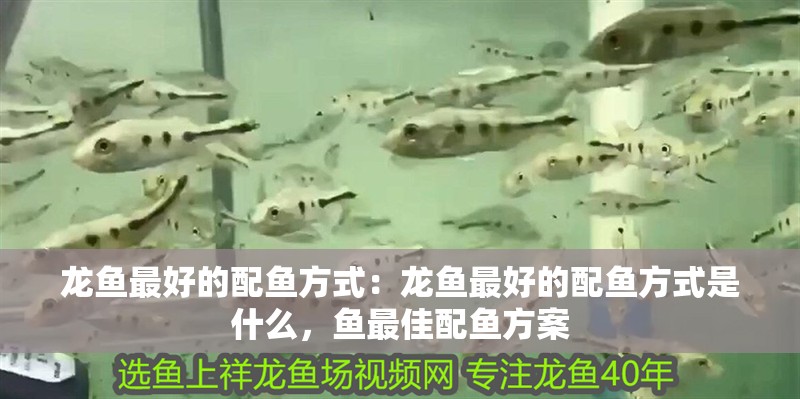 龍魚最好的配魚方式：龍魚最好的配魚方式是什么，魚最佳配魚方案 龍魚最好的配魚方式：龍魚最好的配魚方式是什么，魚最佳配魚方案 水族問(wèn)答