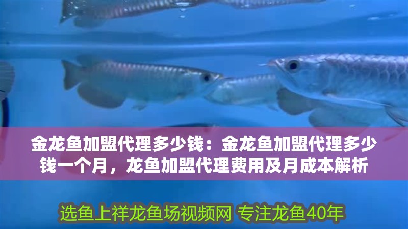金龍魚加盟代理多少錢：金龍魚加盟代理多少錢一個月，龍魚加盟代理費用及月成本解析