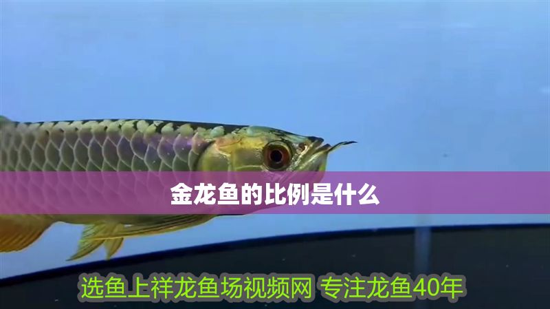 金龍魚的比例是什么