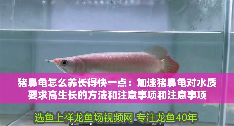 豬鼻龜怎么養長得快一點：加速豬鼻龜對水質要求高生長的方法和注意事項和注意事項 豬鼻龜怎么養長得快一點：加速豬鼻龜對水質要求高生長的方法和注意事項和注意事項 豬鼻龜百科 第1張