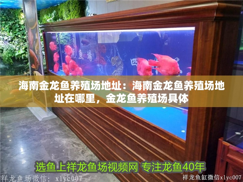 海南金龍魚養(yǎng)殖場地址：海南金龍魚養(yǎng)殖場地址在哪里，金龍魚養(yǎng)殖場具體