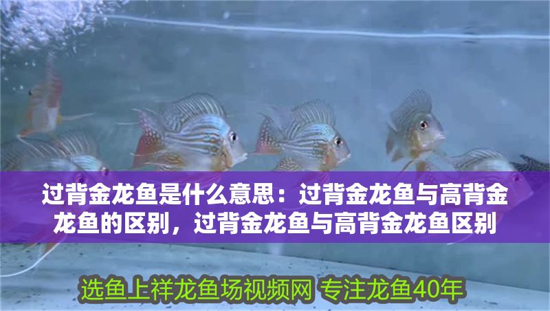 過背金龍魚是什么意思：過背金龍魚與高背金龍魚的區別，過背金龍魚與高背金龍魚區別