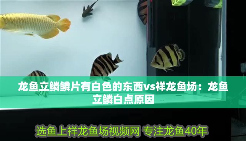 龍魚立鱗鱗片有白色的東西vs祥龍魚場：龍魚立鱗白點原因