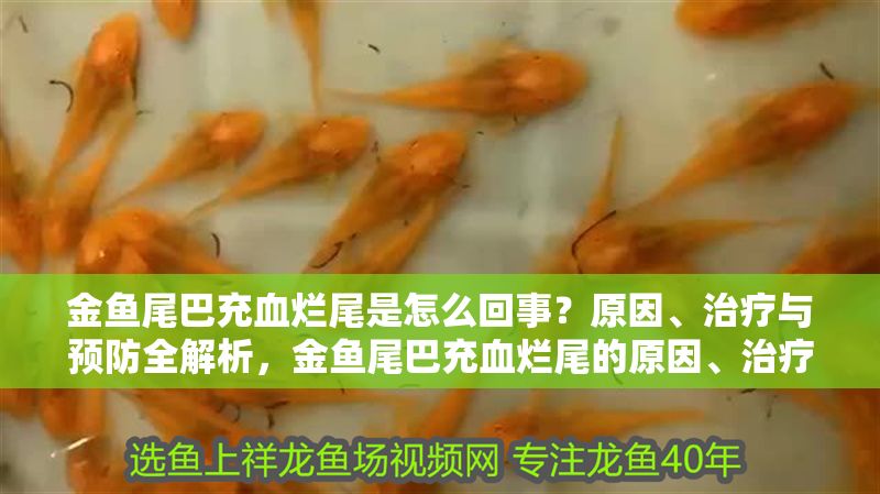 金魚尾巴充血爛尾是怎么回事？原因、治療與預防全解析，金魚尾巴充血爛尾的原因、治療與預防全解析