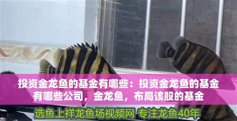 投資金龍魚的基金有哪些：投資金龍魚的基金有哪些公司，金龍魚，布局該股的基金
