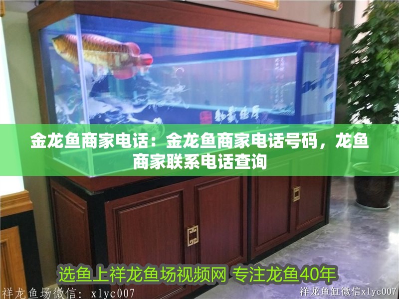 金龍魚商家電話：金龍魚商家電話號碼，龍魚商家聯系電話查詢 金龍魚商家電話：金龍魚商家電話號碼，龍魚商家聯系電話查詢 水族問答