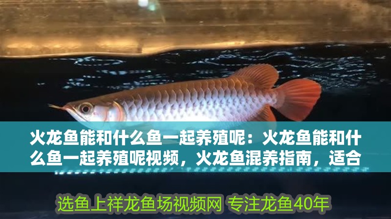 火龍魚(yú)能和什么魚(yú)一起養(yǎng)殖呢：火龍魚(yú)能和什么魚(yú)一起養(yǎng)殖呢視頻，火龍魚(yú)混養(yǎng)指南，適合搭配的觀賞魚(yú)種推薦