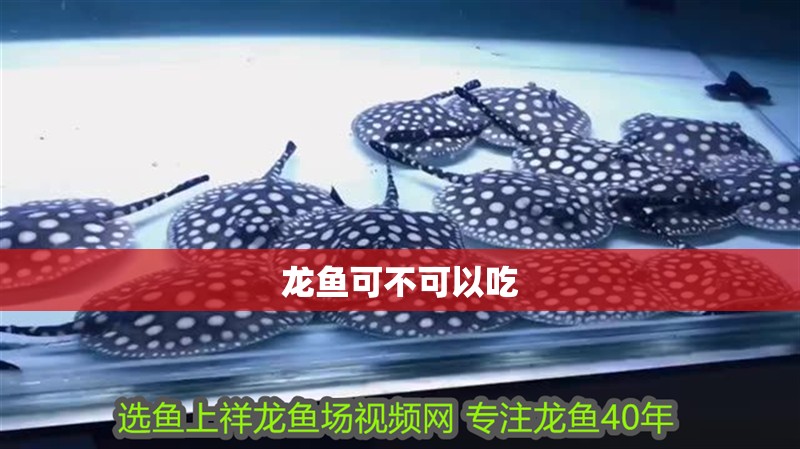 龍魚可不可以吃