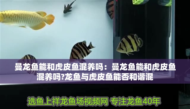 曼龍魚能和虎皮魚混養嗎：曼龍魚能和虎皮魚混養嗎?龍魚與虎皮魚能否和諧混