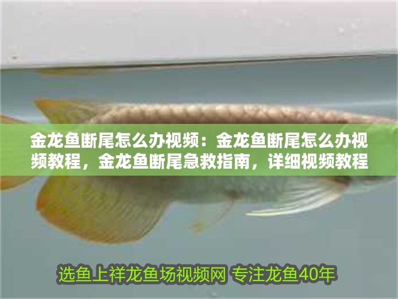 金龍魚斷尾怎么辦視頻：金龍魚斷尾怎么辦視頻教程，金龍魚斷尾急救指南，詳細(xì)視頻教程助你輕松