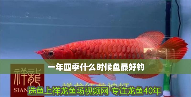 一年四季什么時候魚最好釣