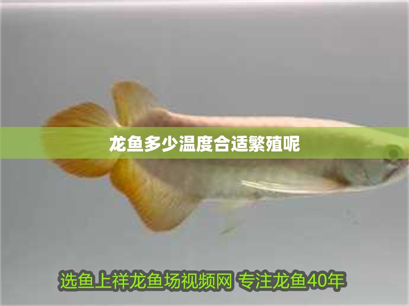 龍魚多少溫度合適繁殖呢 龍魚多少溫度合適繁殖呢 龍魚百科 第2張