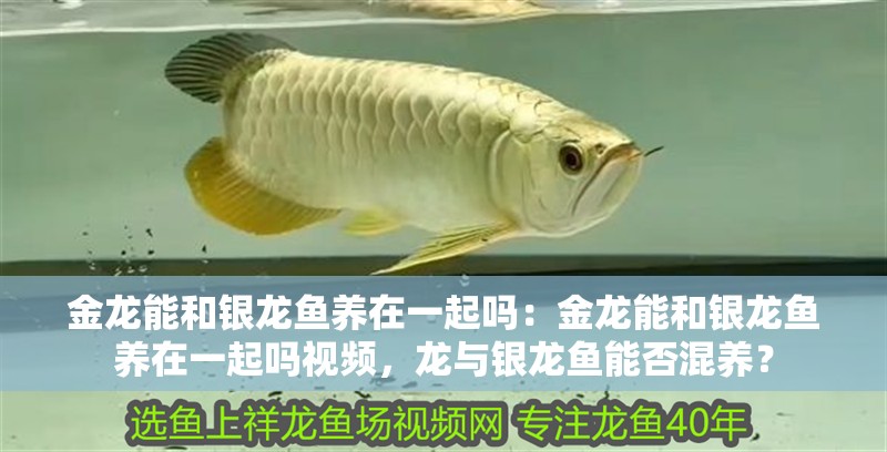 金龍能和銀龍魚養在一起嗎：金龍能和銀龍魚養在一起嗎視頻，龍與銀龍魚能否混養？ 金龍能和銀龍魚養在一起嗎：金龍能和銀龍魚養在一起嗎視頻，龍與銀龍魚能否混養？ 水族問答