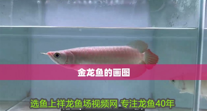 金龍魚的畫圖 龍魚百科 第2張 金龍魚的畫圖 金龍魚的畫圖 龍魚百科 第2張