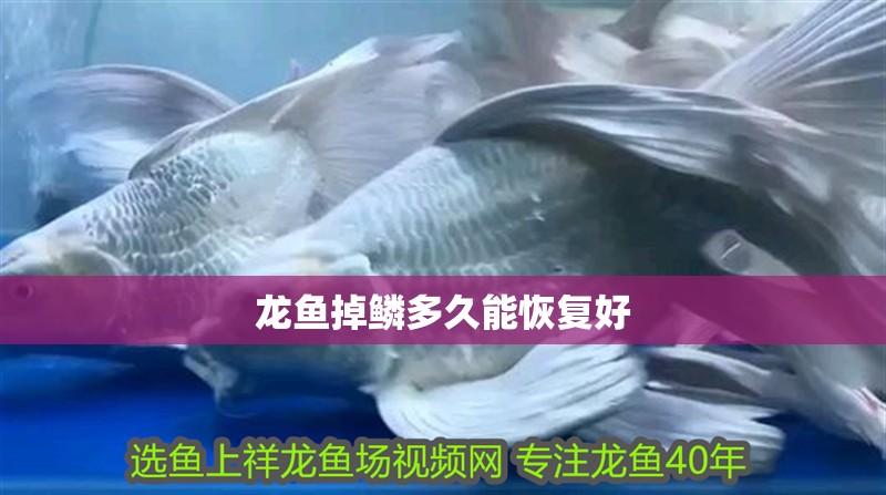 龍魚(yú)掉鱗多久能恢復(fù)好