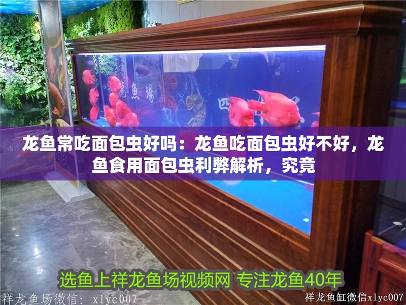 龍魚常吃面包蟲好嗎：龍魚吃面包蟲好不好，龍魚食用面包蟲利弊解析，究竟