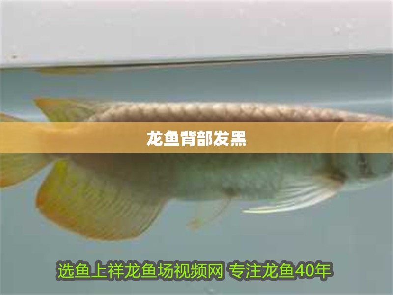 龍魚背部發(fā)黑 龍魚背部發(fā)黑 龍魚百科 第4張